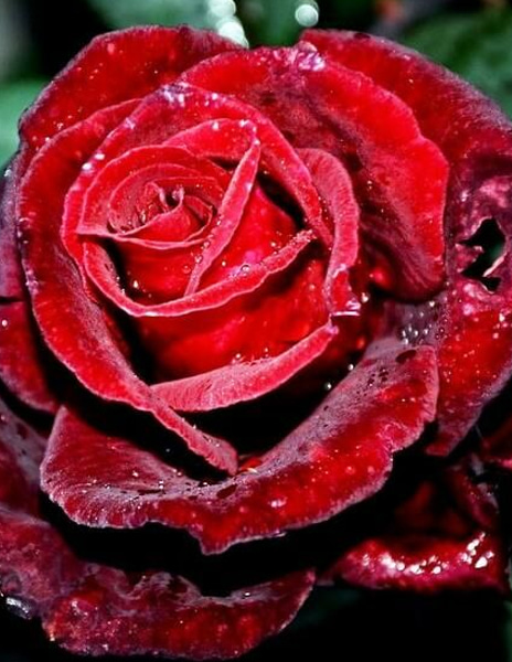 Роза чайно-гибридная "Норита" красная 1 саженец