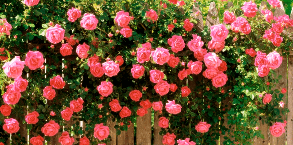 Сорта роз непрерывного цветения