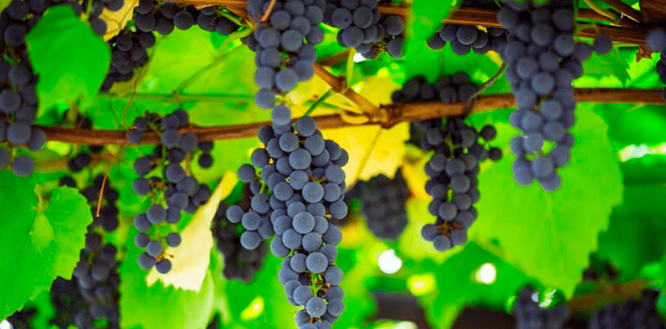 Обработка винограда по графику
