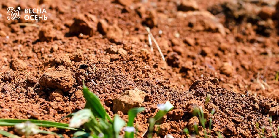 Глинистая почва: что посадить