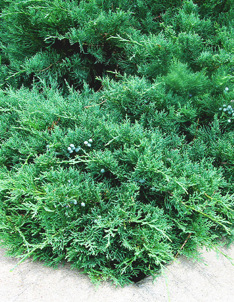 Можжевельник "Саекика" (Suecica) (контейнер p9) зеленый скальный 1 саженец