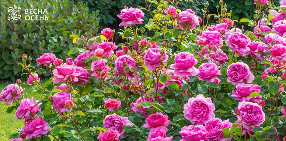Почему не цветут розы: 7 возможных причин