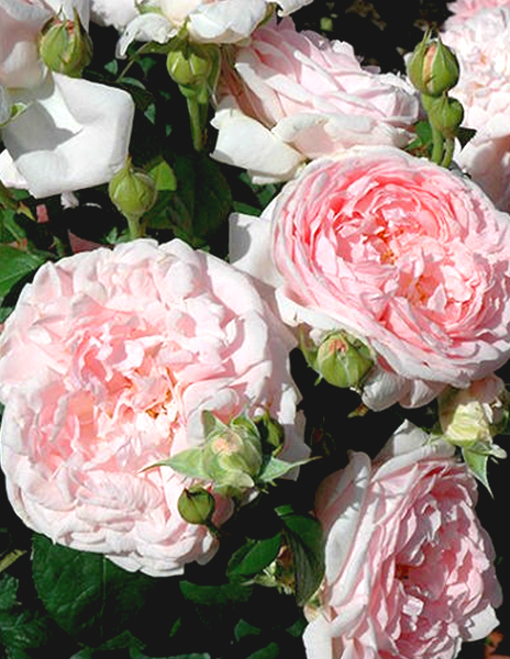Роза английская "Элегантин" (Eglantyne) розовая 1 саженец