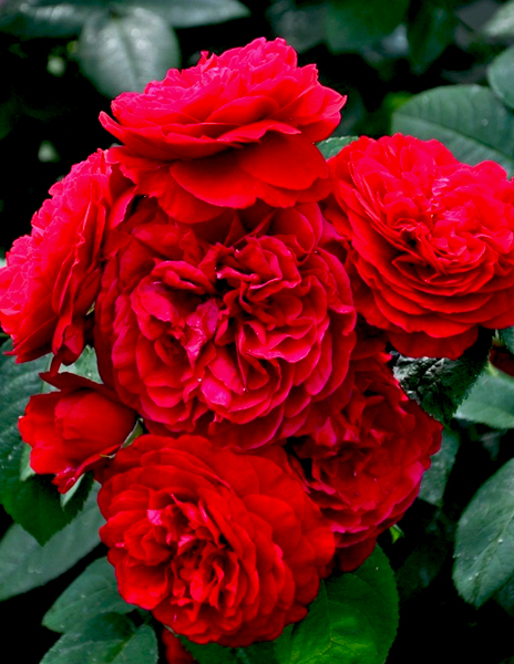 Роза английская "Л. Д. Брайтвайт“ (L.D. Braithwaite) красная 1 саженец