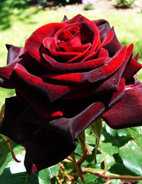 Роза чайно-гибридная "Красная Магия" бордовая 1 саженец