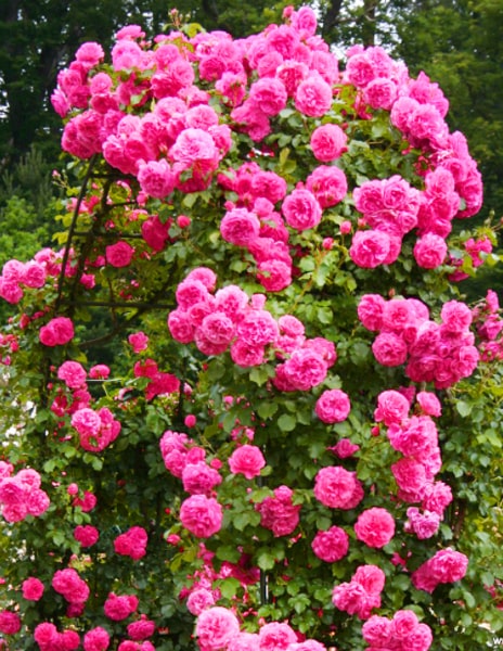 Роза плетистая "Розариум Ютерсен" (Rosarium Uetersen) розовая 1 саженец