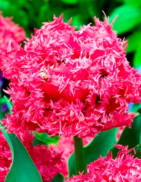 Тюльпан махровый бахромчатый Кингстон (3шт)