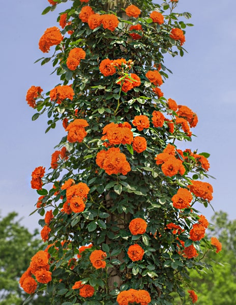 роза плетистая оранж мейландина