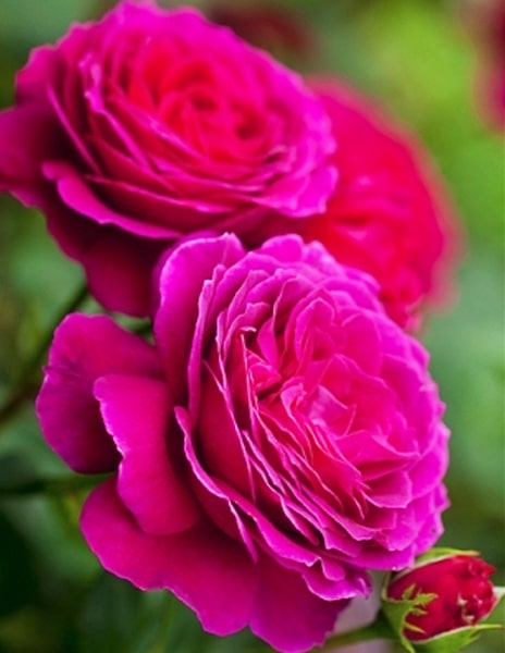 Роза чайно-гибридная "Big Pearple" (Биг перпл) розовая 1 саженец