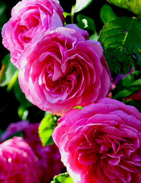 Роза английская "Гертруда Джекилл" (Gertrude Jekyll) розовая 1 саженец