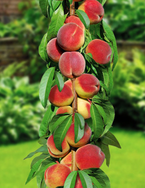 Персик "Тотем садовода" (колоновидный) красный 1 саженец