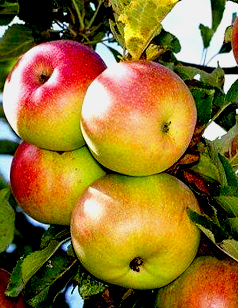 ЯБЛОНЯ АЛЕКСАНДР БОЙКО: купить саженцы яблони александр бойко почтой вРоссии