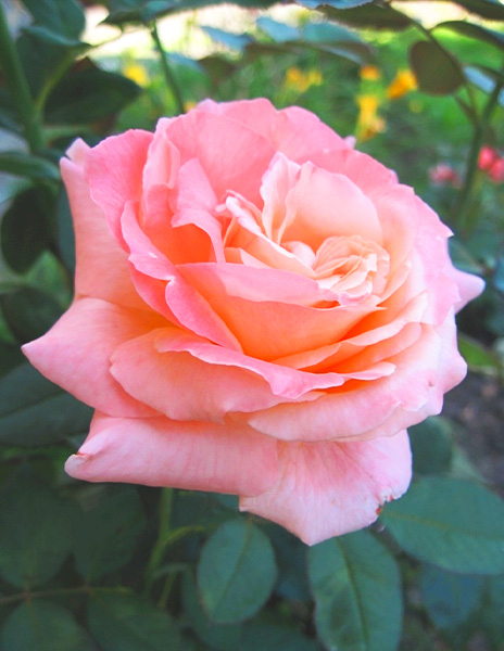 Роза чайно-гибридная "Сусанна" розовая 1 саженец