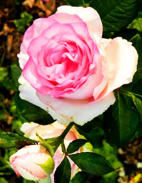 Роза чайно-гибридная "Белла Вита" белая 1 саженец