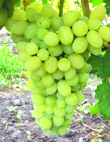 Виноград "Лора" зеленый 1 саженец