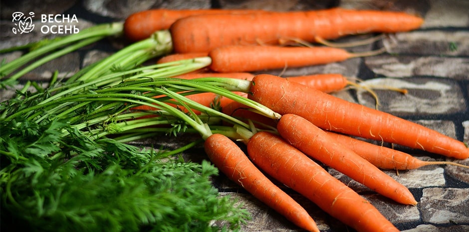 Где и как правильно хранить морковь