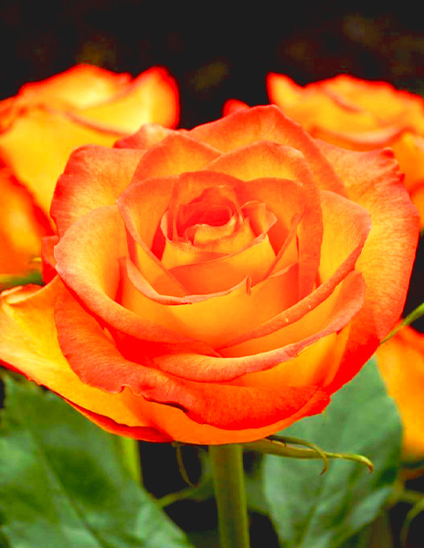 Роза чайно-гибридная "Хай Меджик" оранжевая 1 саженец