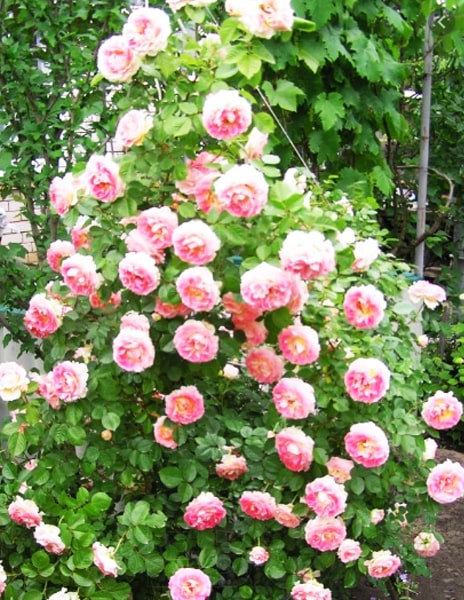 Роза плетистая "Цезарь" (Cesar) розовая 1 саженец