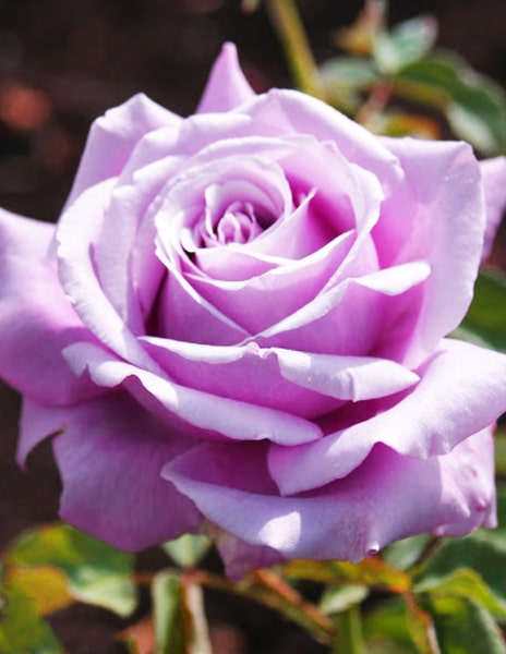 Роза чайно-гибридная "Blue parfum" (Блю парфюм) фиолетовая 1 саженец