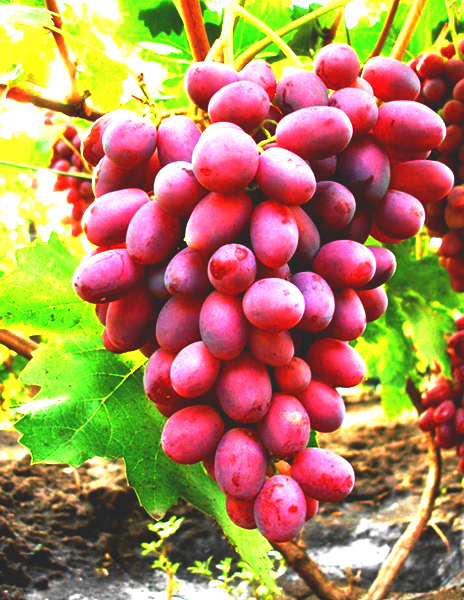 Виноград "Сенсация" желто-розовый 1 саженец