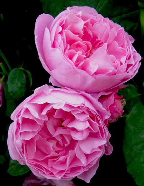Роза английская "Мэри Роуз" (Mary Rose) розовая 1 саженец