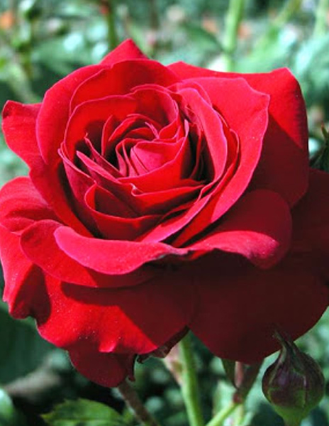 Роза чайно-гибридная "Red Queen" красная 1 саженец