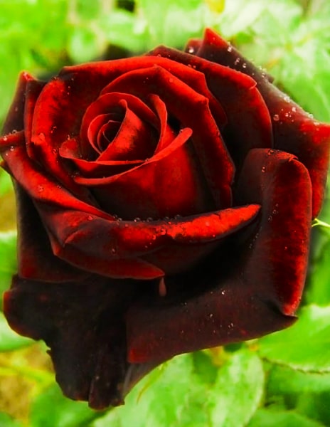 Роза чайно-гибридная "Блек меджик" бордовая 1 саженец