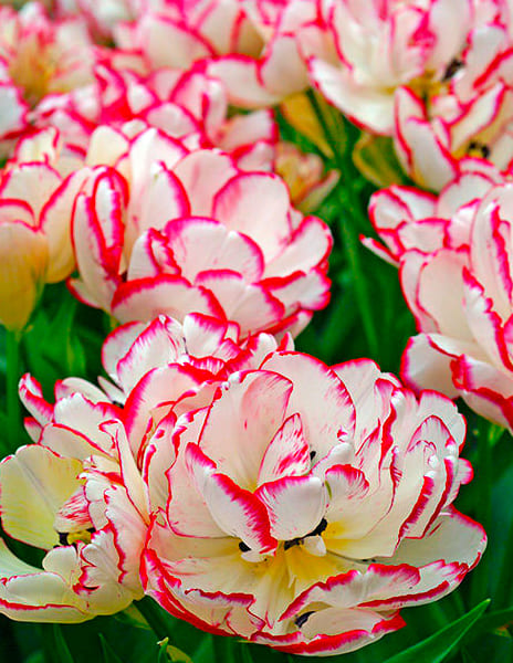 Тюльпан многоцветковый Белиция (3шт)