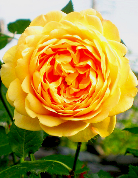 Роза английская "Голден Селебрейшн" (Golden Celebration) желтая 1 саженец