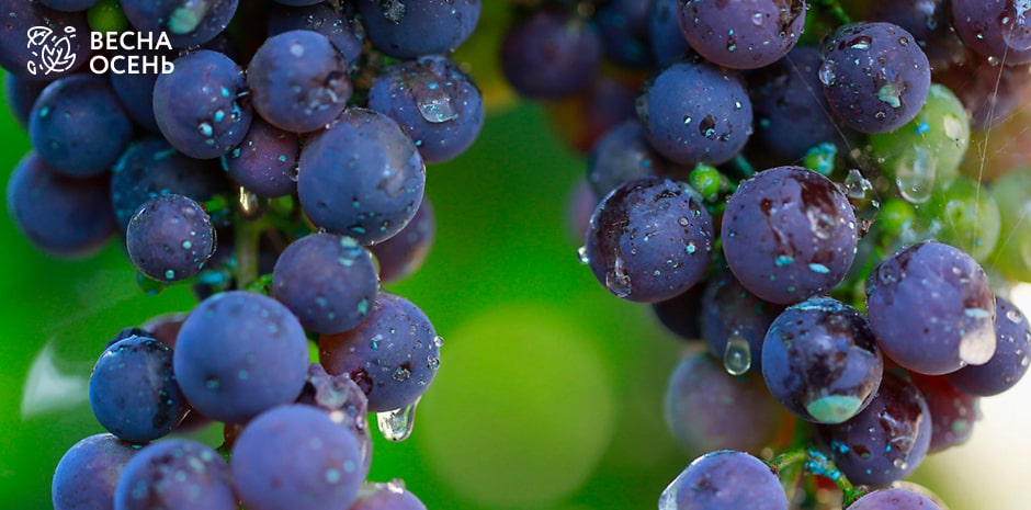 Как ухаживать за виноградом в первый год