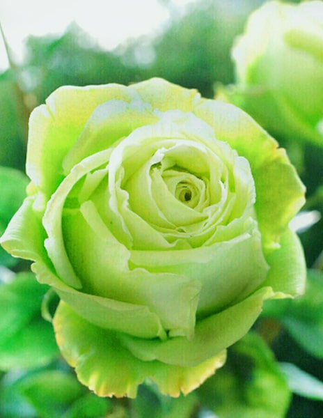 Роза чайно-гибридная "Лимбо" зеленая 1 саженец