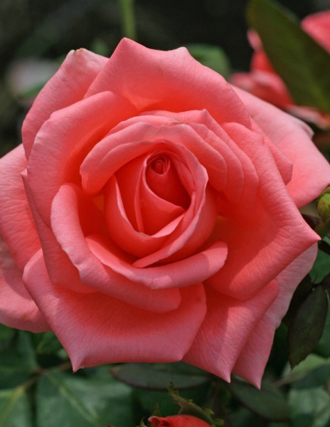 Роза чайно-гибридная "Нобилис" розовая 1 саженец
