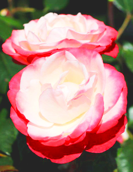 Роза чайно-гибридная "Ностальгия" розовая 1 саженец