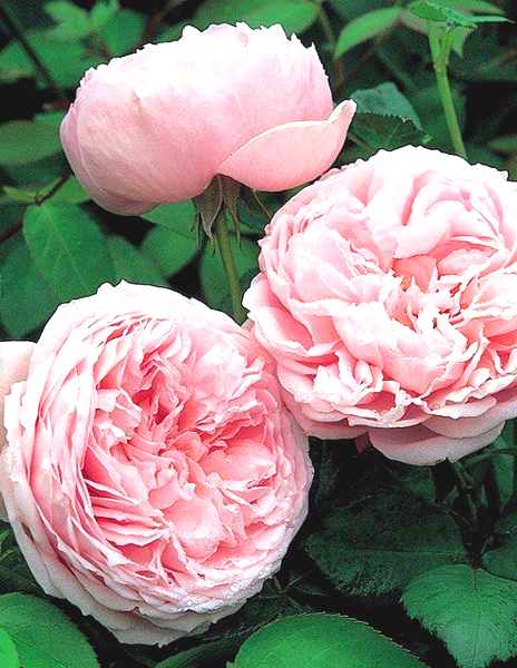 Роза английская "Констанс Спрай" (Constance Spry) розовая 1 саженец