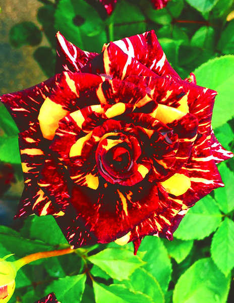 Роза чайно-гибридная "Абра кадабра" красная 1 саженец