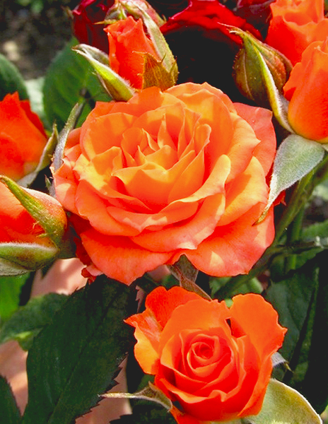 Роза спрей "Алегрия" оранжевая 1 саженец
