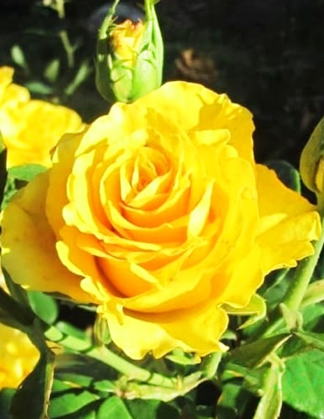 Роза чайно-гибридная "Керио" желтая 1 саженец