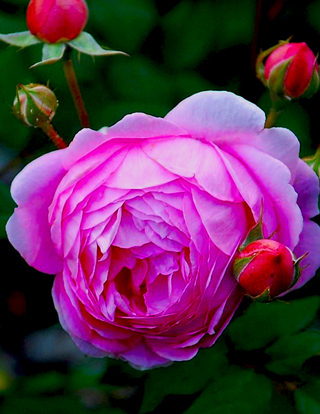 Роза английская "Алан Тичмарш" розовая 1 саженец