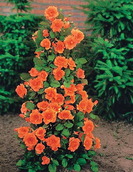 Роза плетистая "Вестерленд" оранжевая 1 саженец