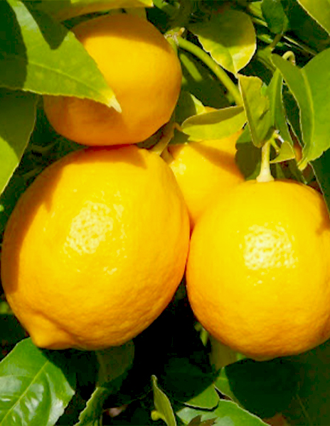 Лимон "Дженоа" желтый 1 саженец