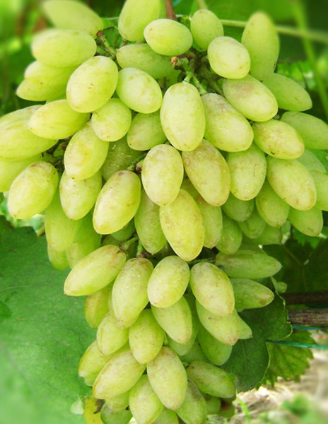 Виноград "Тимур" зеленый 1 саженец