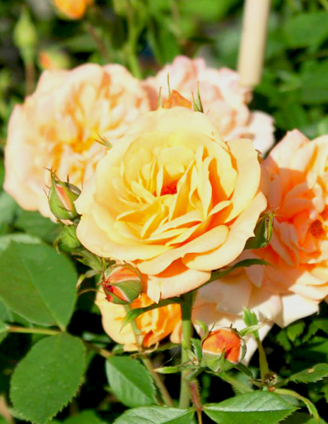 Роза спрей "Колибри" (Hummingbird) оранжевая 1 саженец