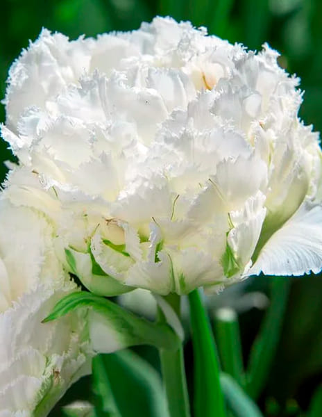 Тюльпан махровый бахромчатый Сноу Кристал (3шт)