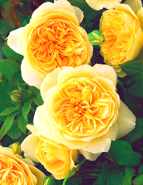 Роза английская "Молинекс" (Molineux) желтая 1 саженец