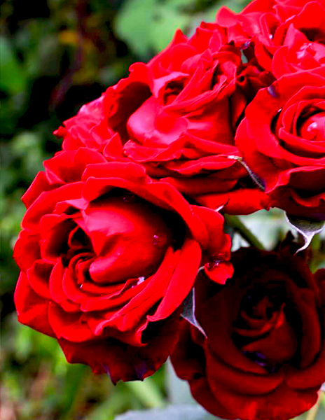 Роза спрей "Таманго" красная 1 саженец