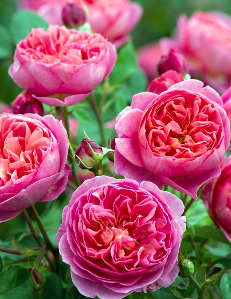 Роза английская "Виктория" розовая 1 саженец