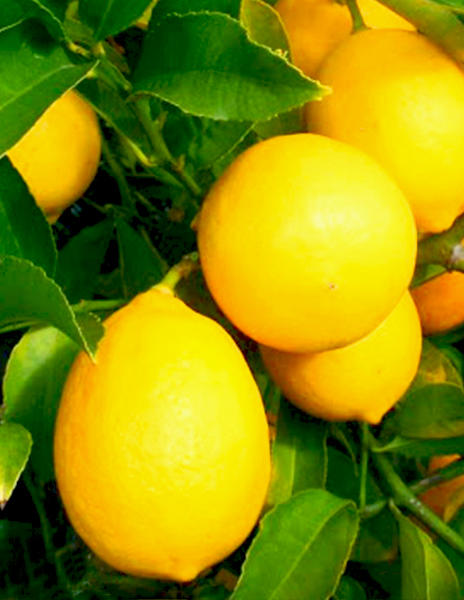 Лимон "Павловский" желтый 1 саженец