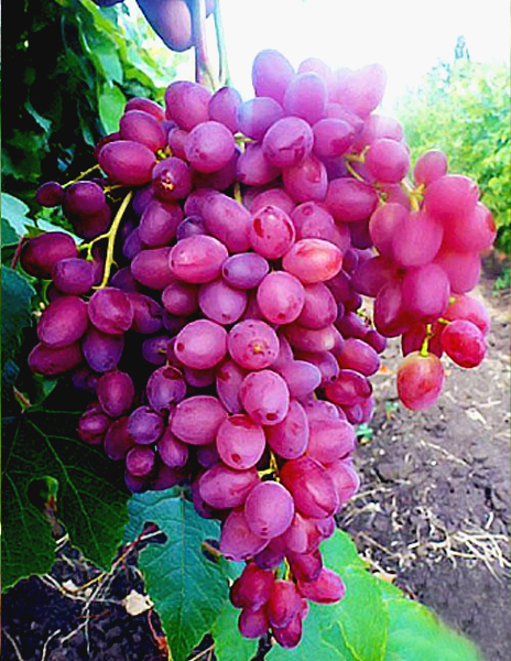 ВИНОГРАД АЗОС РОЗОВЫЙ: купить саженцы винограда велес почтой в России