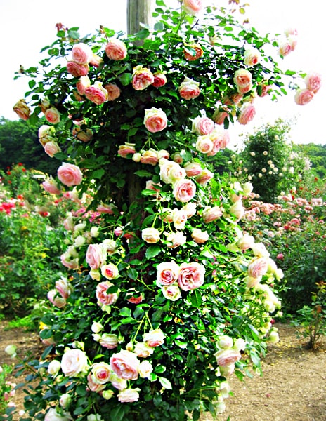 Роза плетистая "Балтимор Белль" (Baltimore Belle) розовая 1 саженец