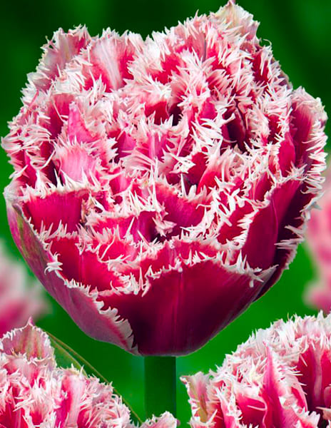 Тюльпан махровый бахромчатый Брест (3шт)